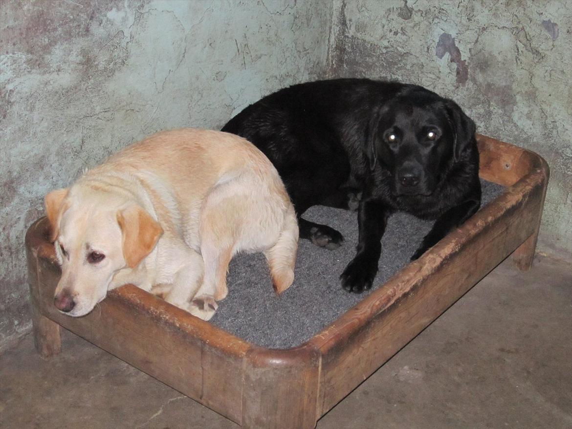 Labrador retriever Demsey billede 20