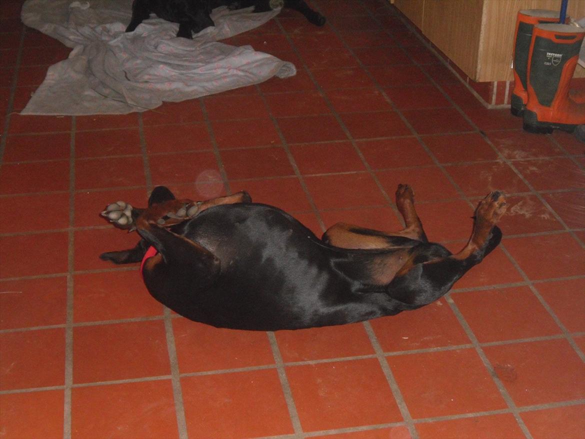 Dobermann Freya billede 7