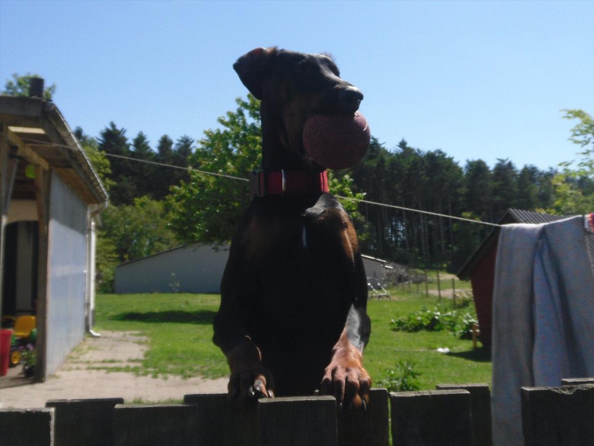 Dobermann Freya billede 8