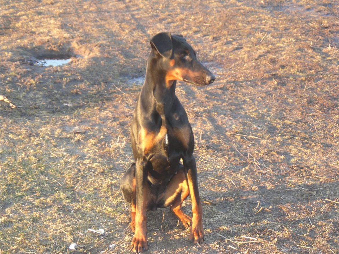 Dobermann Freya billede 9