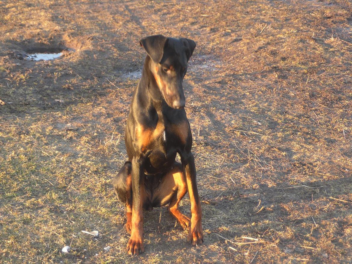 Dobermann Freya billede 10