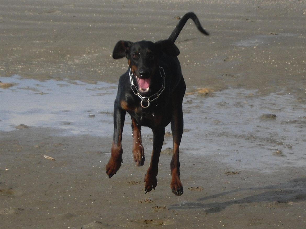 Dobermann Freya billede 13