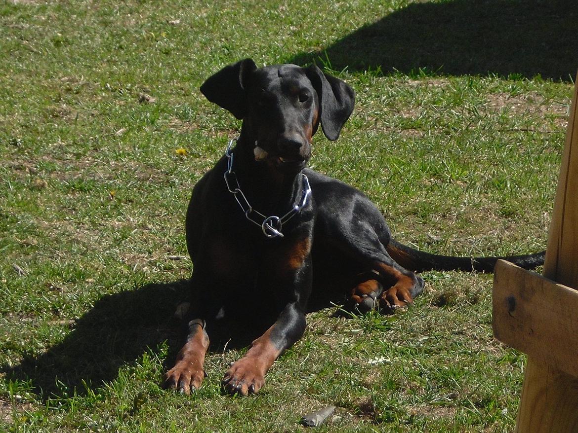 Dobermann Freya billede 14