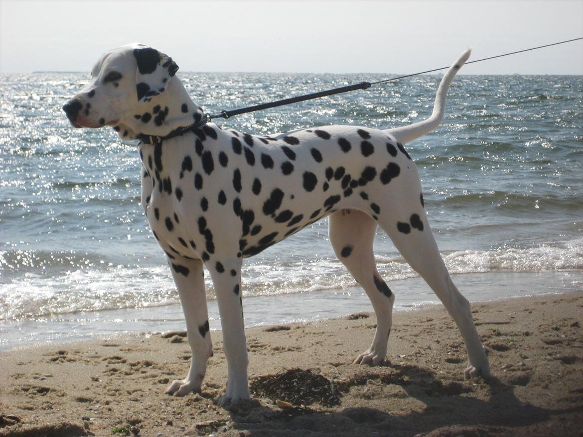 Dalmatiner Freya billede 3