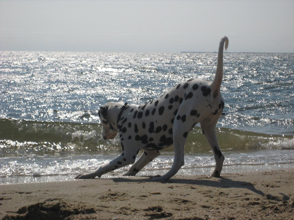 Dalmatiner Freya billede 4