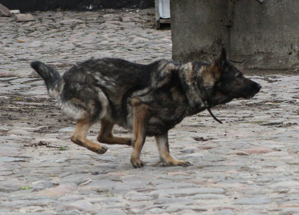 Schæferhund Sund Hund Ella billede 16