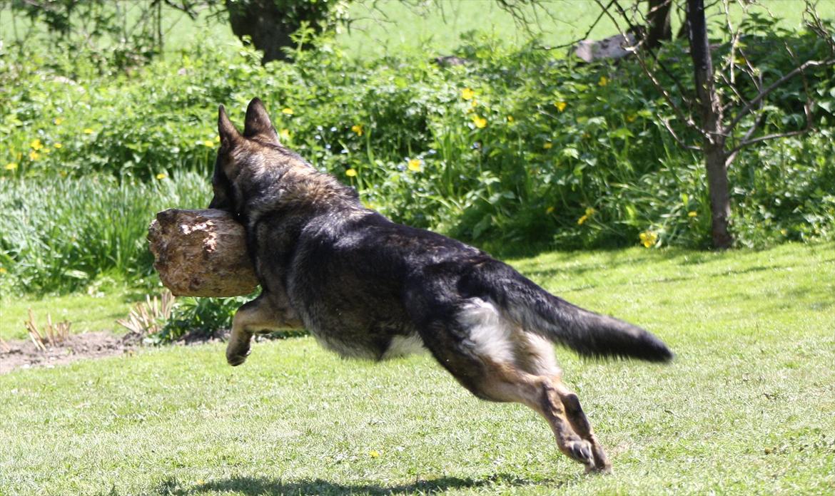 Schæferhund Sund Hund Ella billede 17