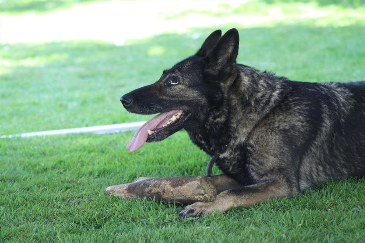 Schæferhund Sund Hund Ella billede 18