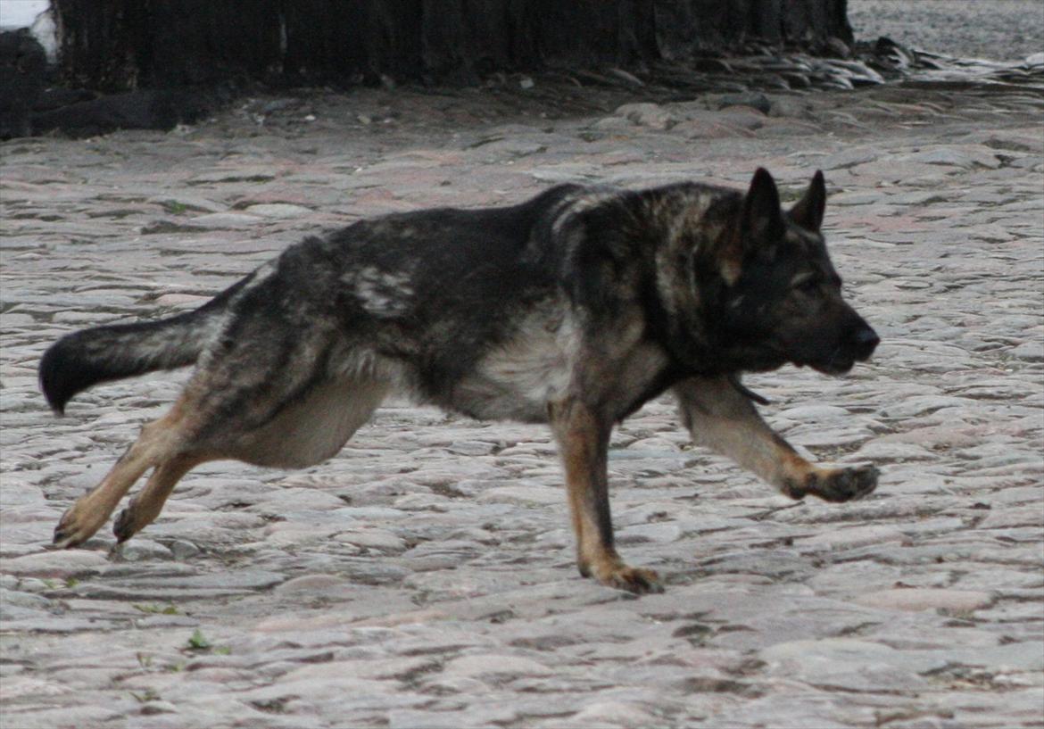 Schæferhund Sund Hund Ella billede 1