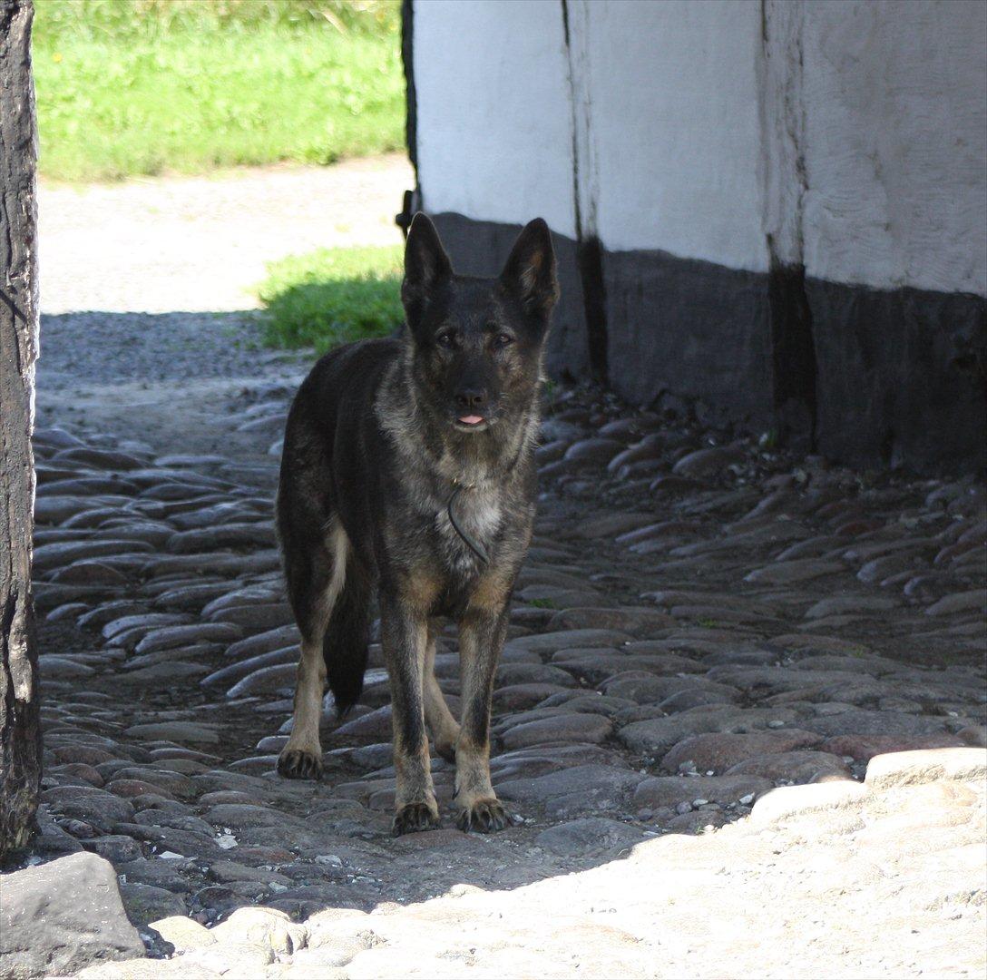 Schæferhund Sund Hund Ella billede 19