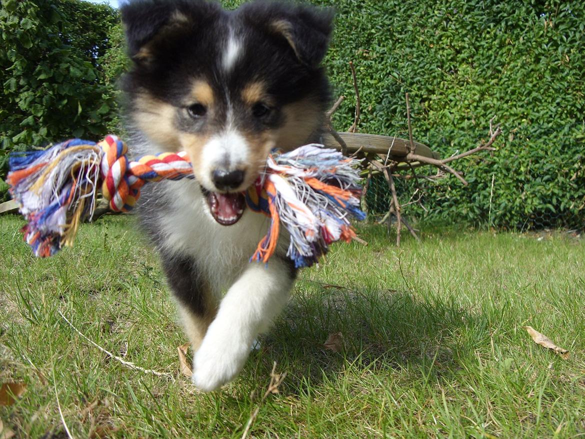 Shetland sheepdog Martedal Fritz billede 11