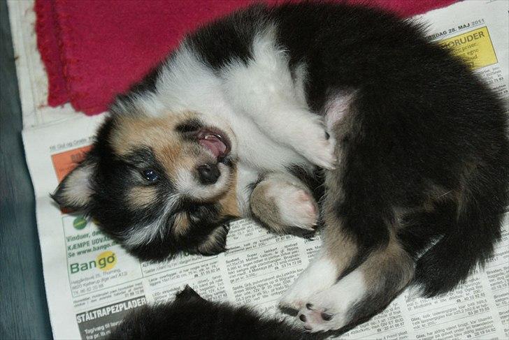 Shetland sheepdog Martedal Fritz - Charmetrold! billede 19
