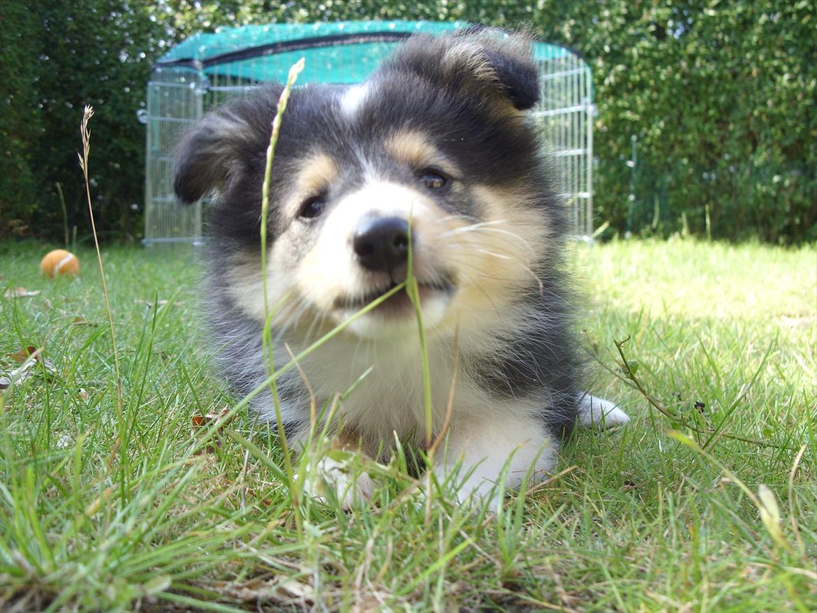 Shetland sheepdog Martedal Fritz - Snif snif, et græsstrå billede 12
