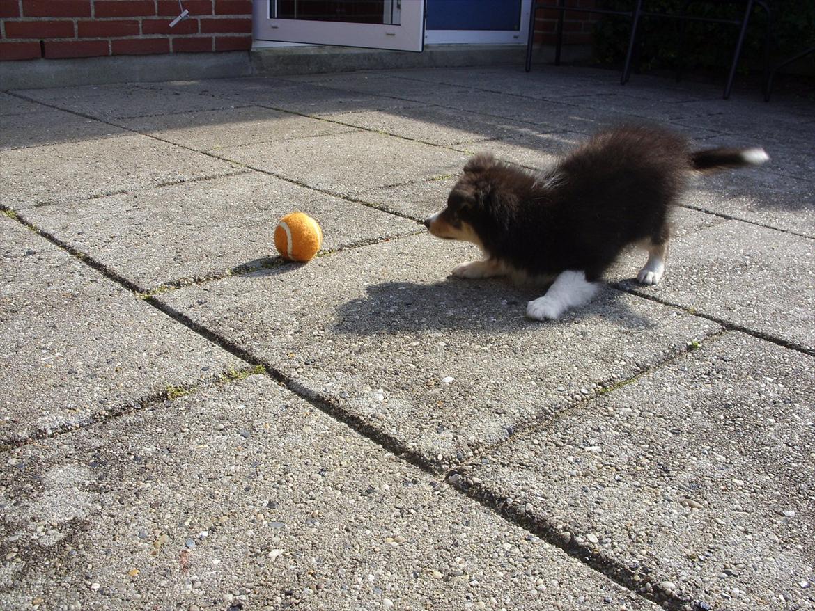 Shetland sheepdog Martedal Fritz - 1, 2, 3, Angrib! billede 18