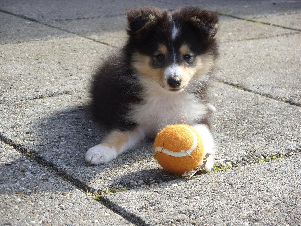 Shetland sheepdog Martedal Fritz billede 13