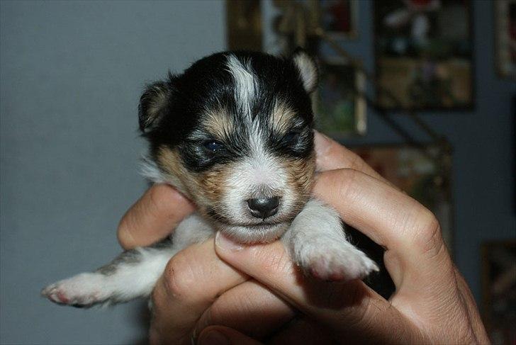 Shetland sheepdog Martedal Fritz - Baby Fritz :) billede 17