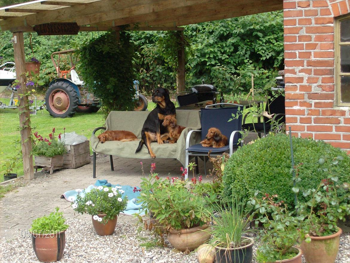 Gravhund Hylleholts Jannie - Luna billede 18