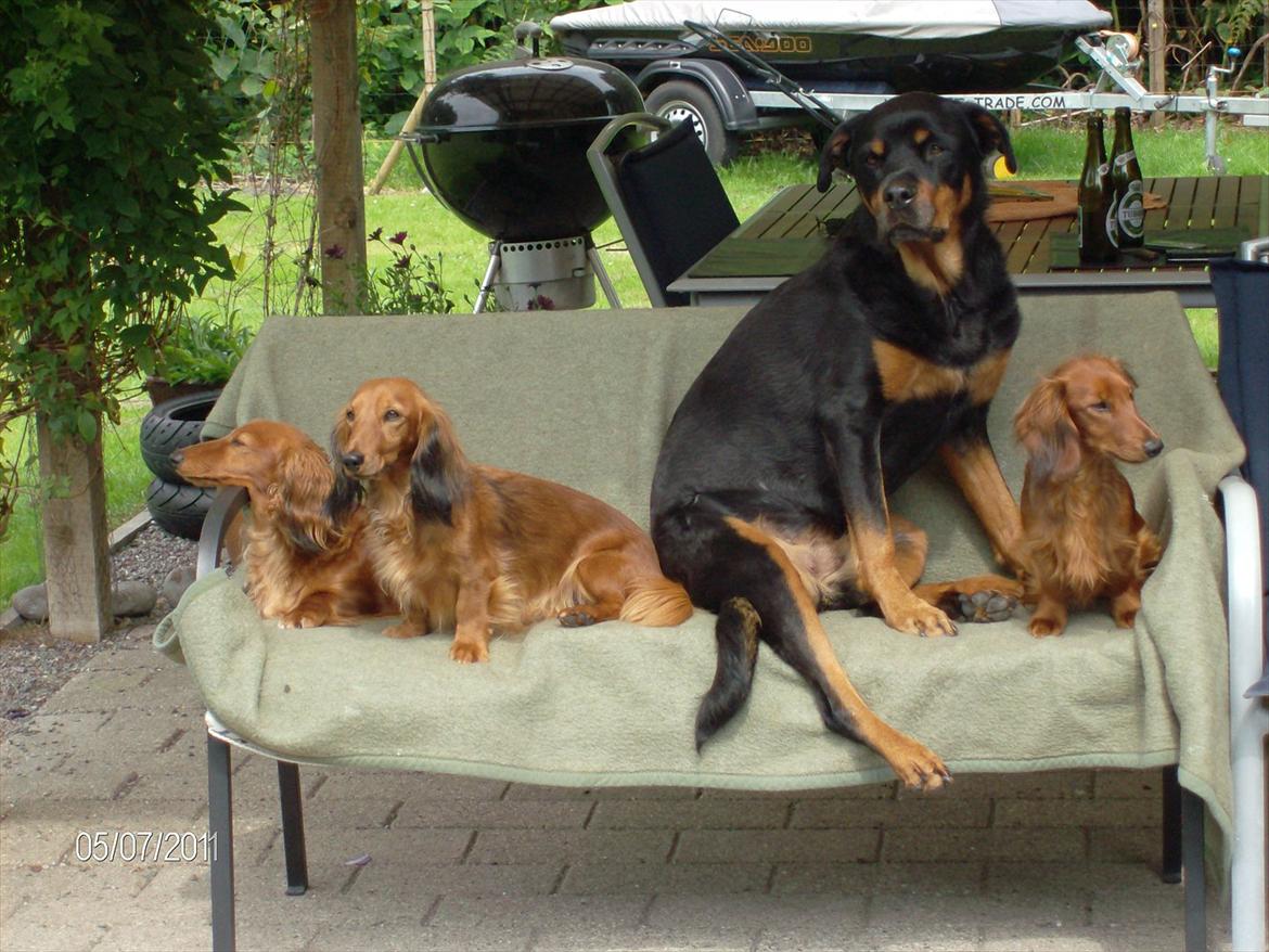 Gravhund Hylleholts Jannie - Luna billede 19