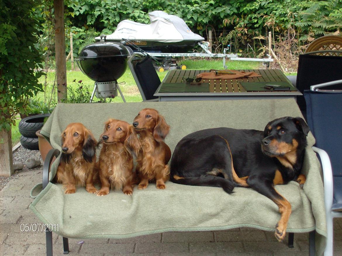 Gravhund Hylleholts Jannie - Luna billede 20