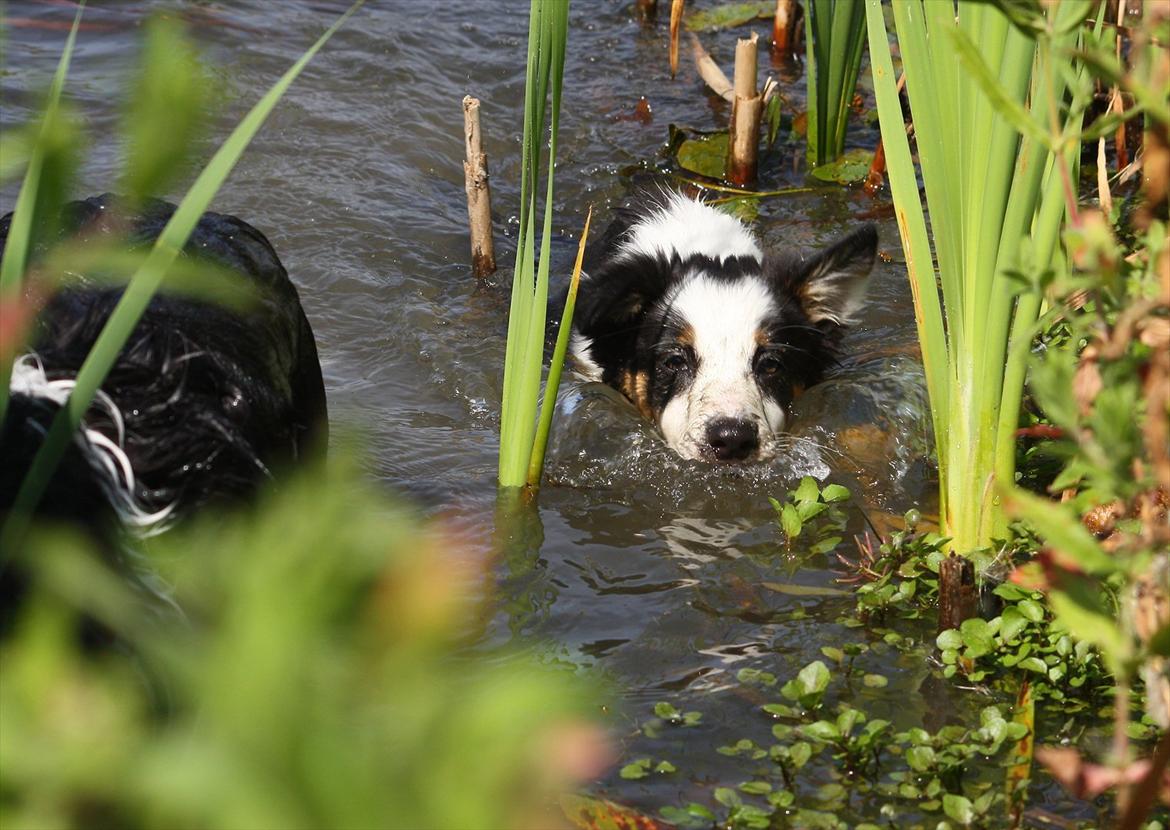 Border collie Tia - 12 år - 11 uger gammel på sin første svømmetur. billede 20