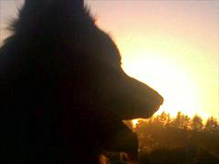 Schæferhund (langhåret)Egåen's Bosco<33 - Bosco<3 billede 14