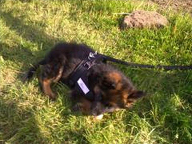 Schæferhund (langhåret)Egåen's Bosco<33 - NYT!Bosco som hvalp han er da bare for cute!<'3(; billede 15