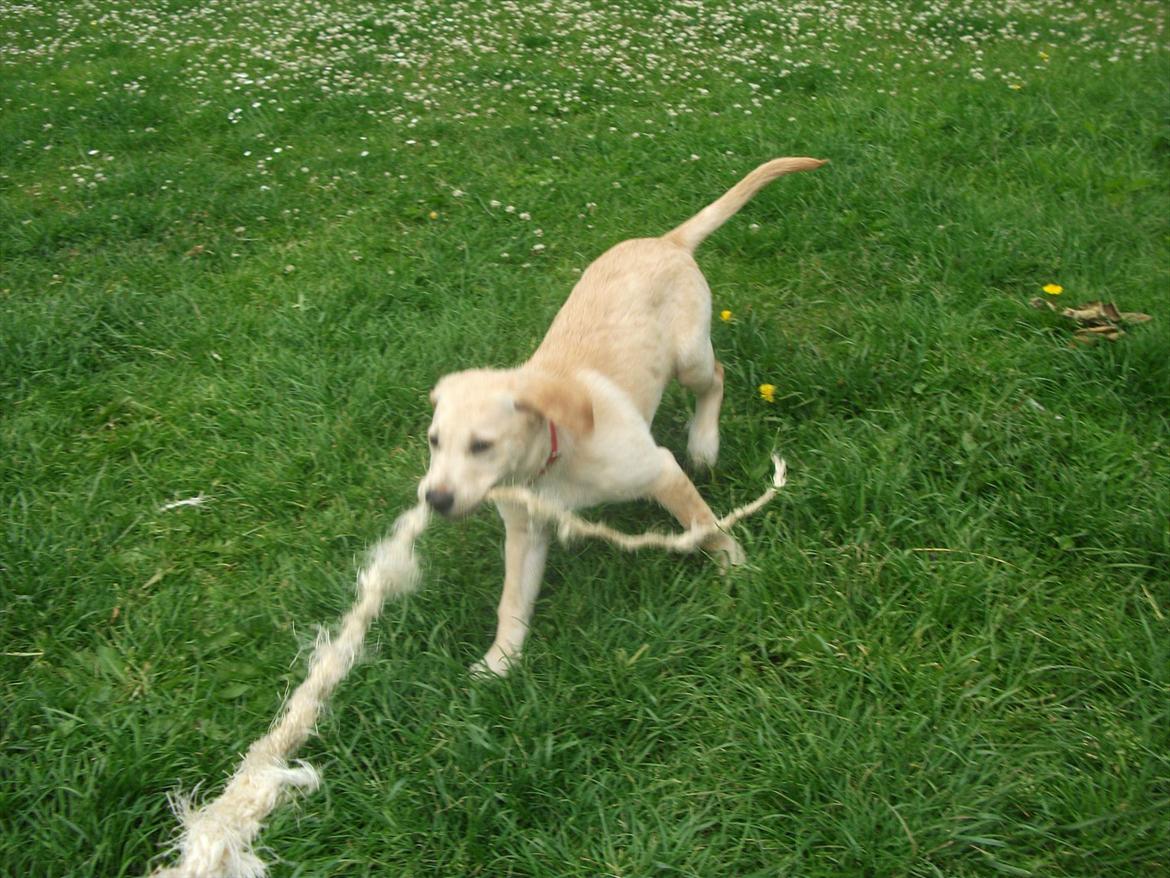 Labrador retriever Luna billede 2