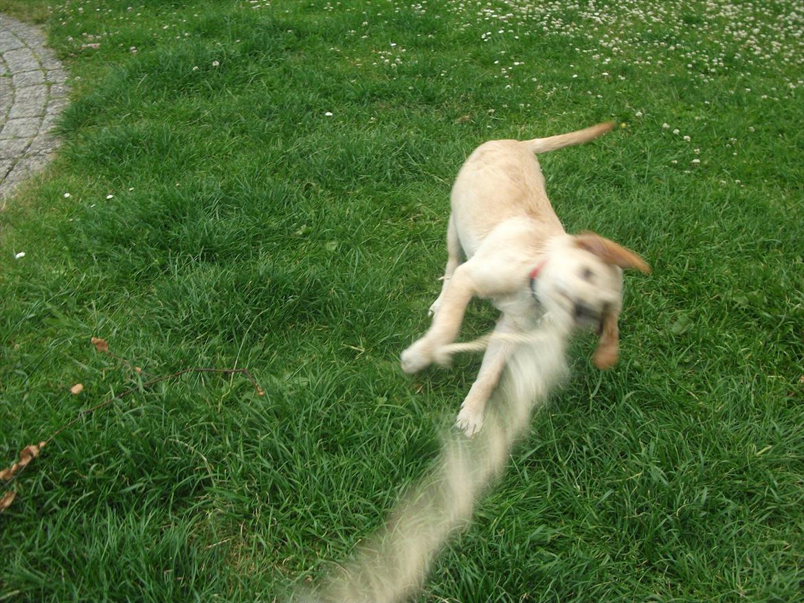 Labrador retriever Luna billede 4