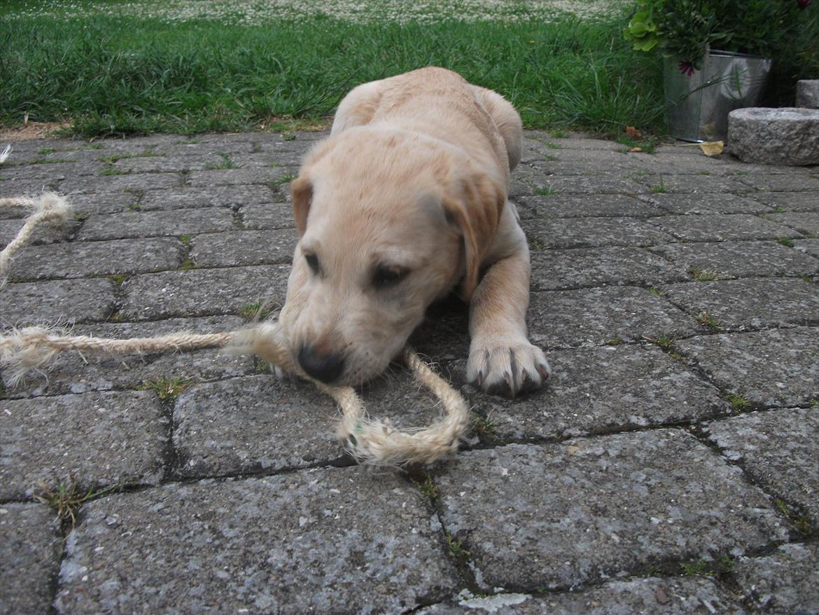 Labrador retriever Luna billede 6