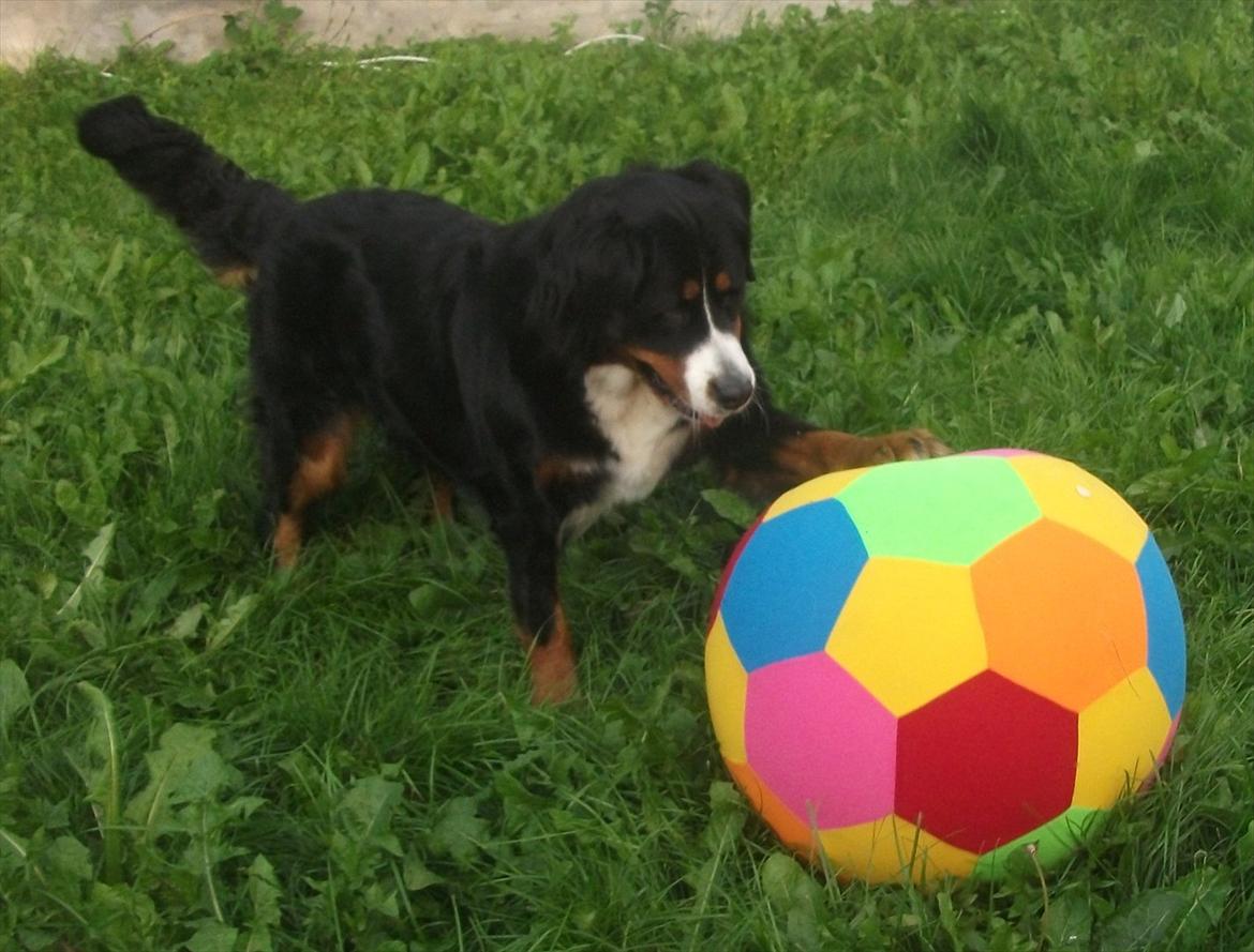 Berner sennenhund Nala *min eneste  ene* billede 3