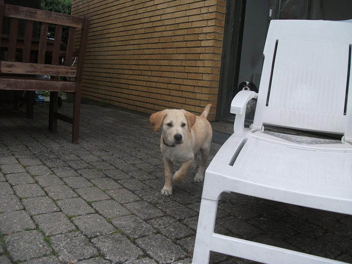 Labrador retriever Luna billede 8