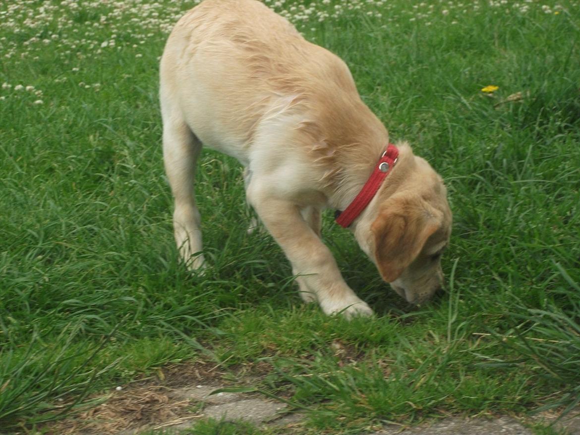 Labrador retriever Luna billede 9