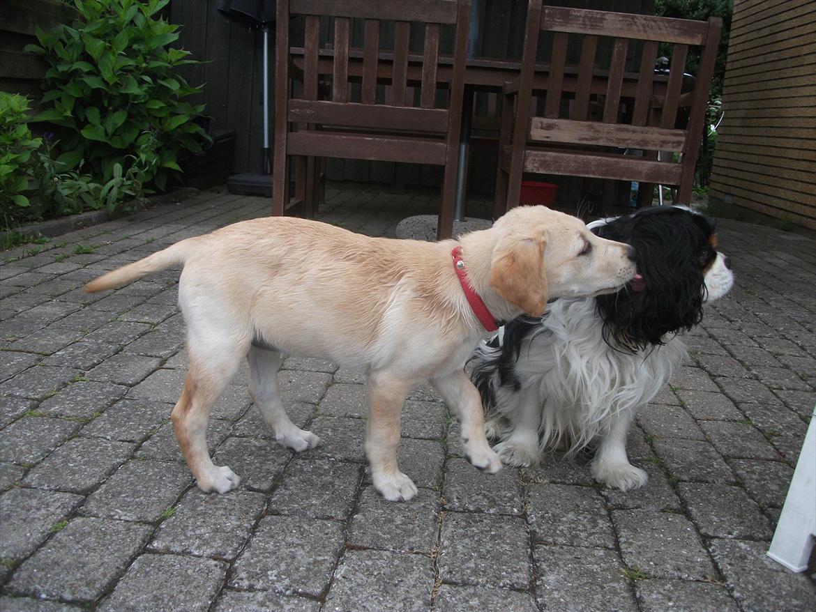 Labrador retriever Luna - Ægte kærlighed xD <3 billede 10