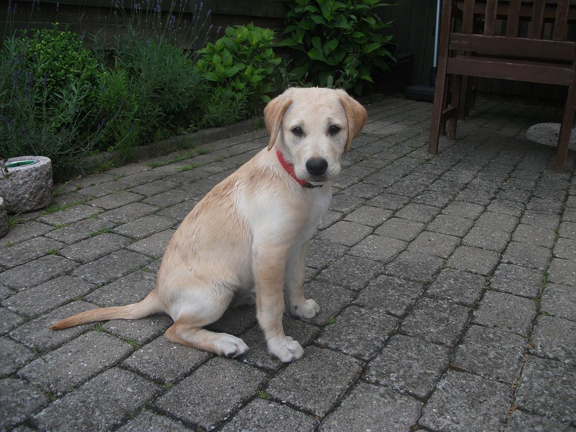 Labrador retriever Luna billede 11