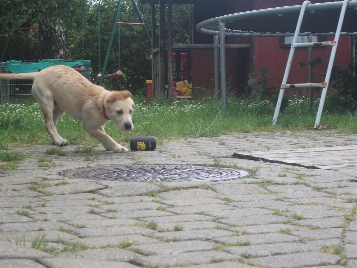 Labrador retriever Luna billede 12