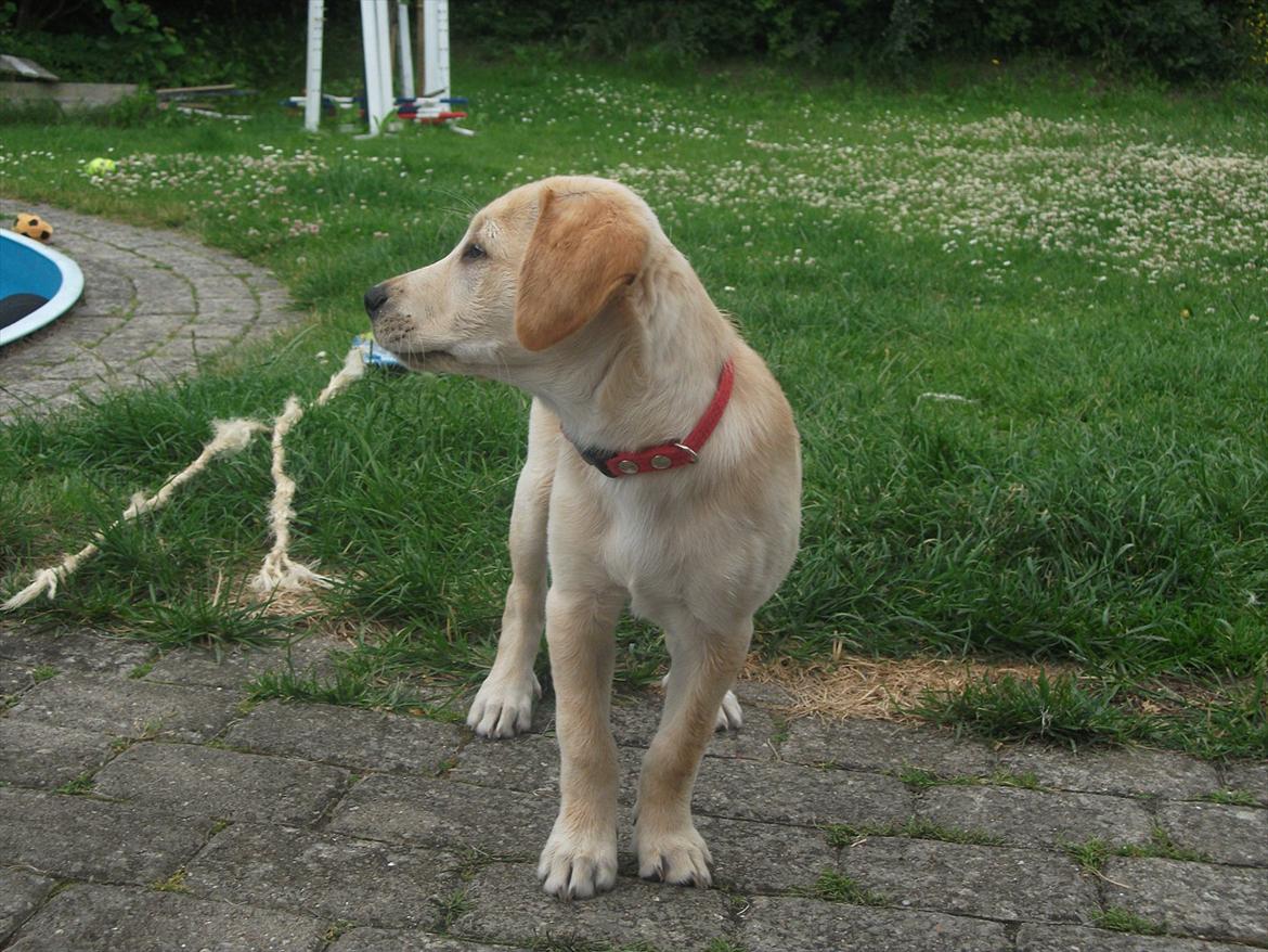 Labrador retriever Luna billede 13