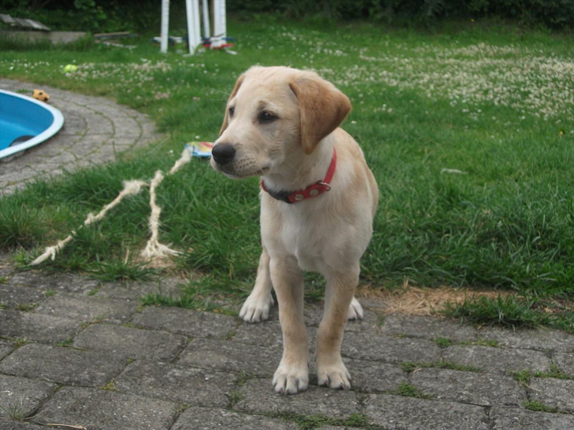 Labrador retriever Luna billede 14