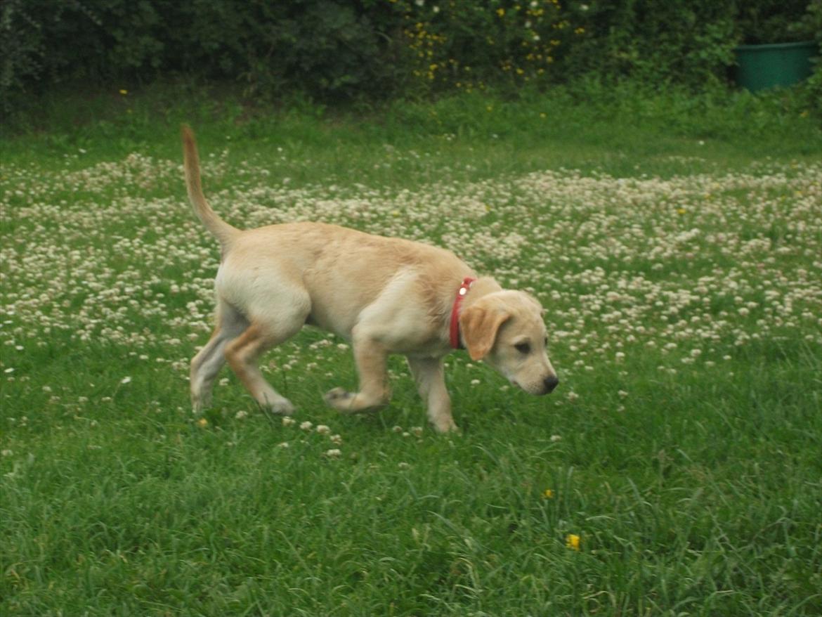 Labrador retriever Luna billede 15