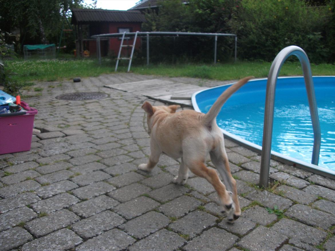 Labrador retriever Luna billede 20