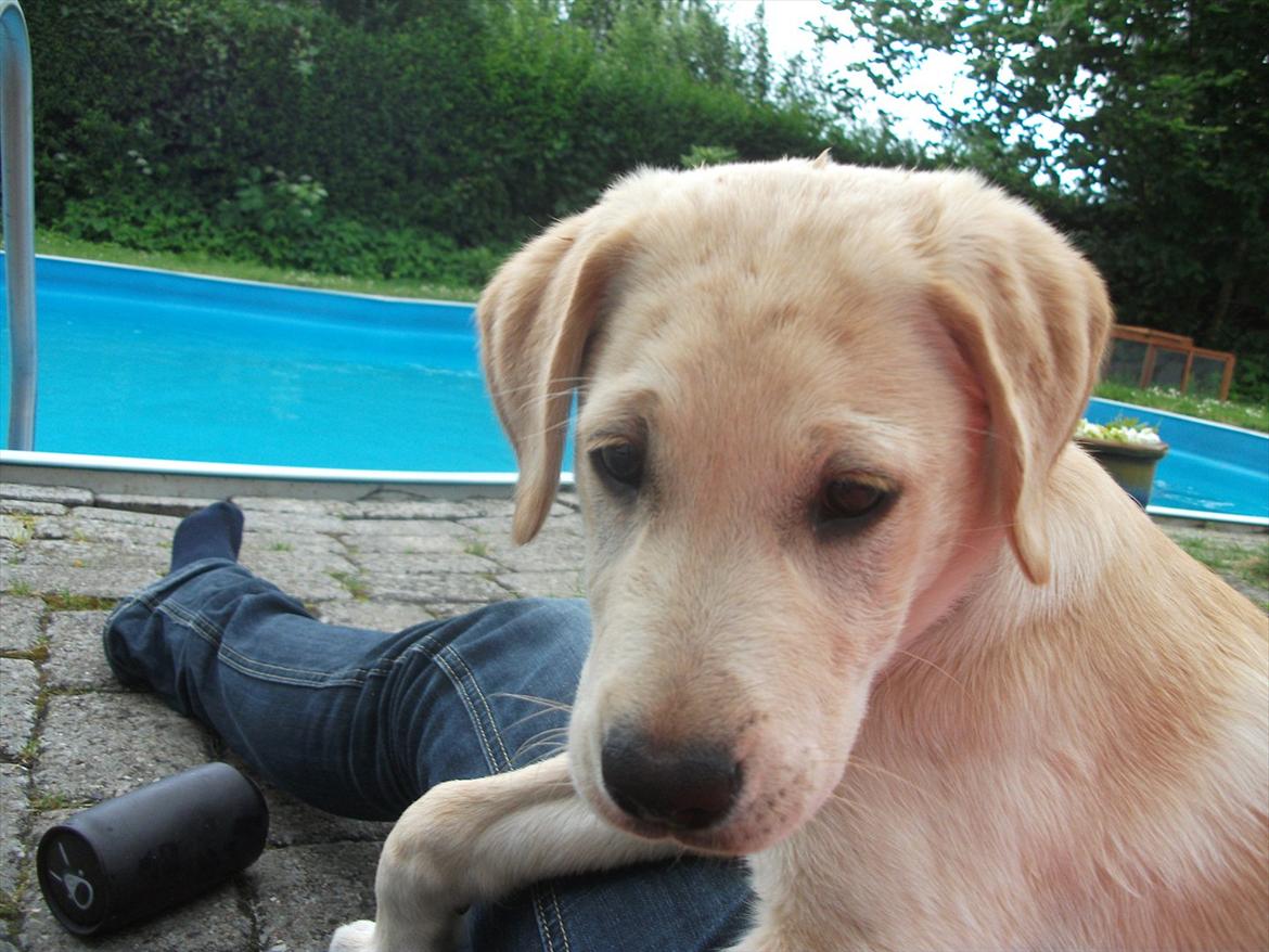 Labrador retriever Luna billede 16