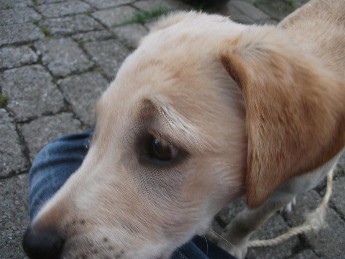 Labrador retriever Luna billede 17