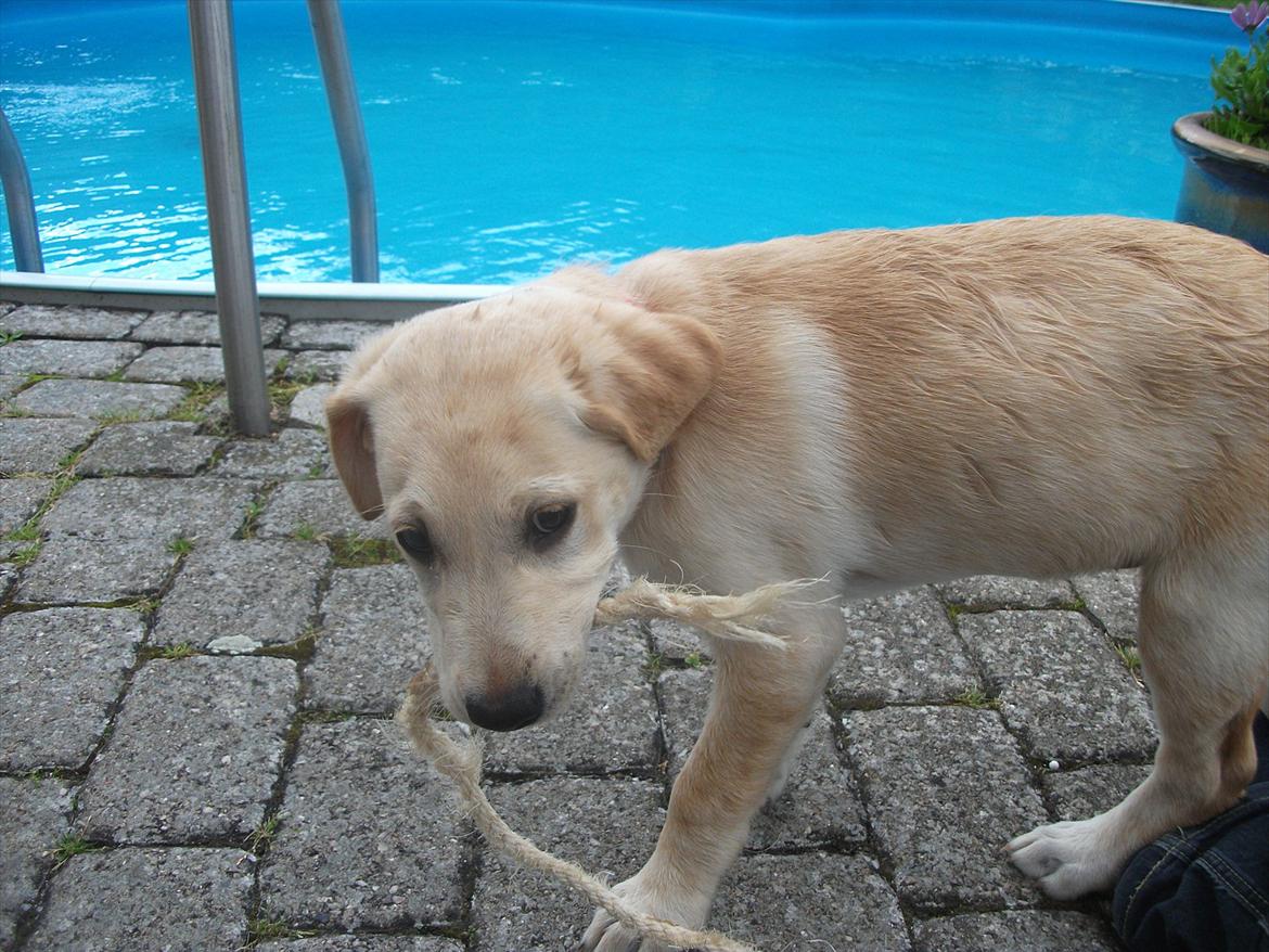 Labrador retriever Luna billede 18