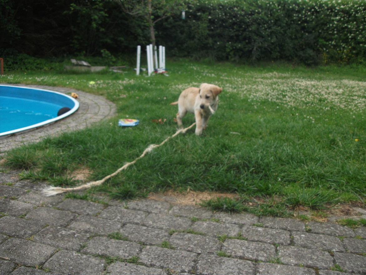 Labrador retriever Luna billede 19