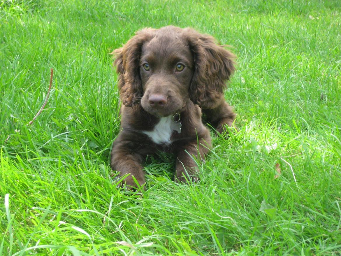 Field Trial Cockerspaniel Choko - 13 uger billede 11
