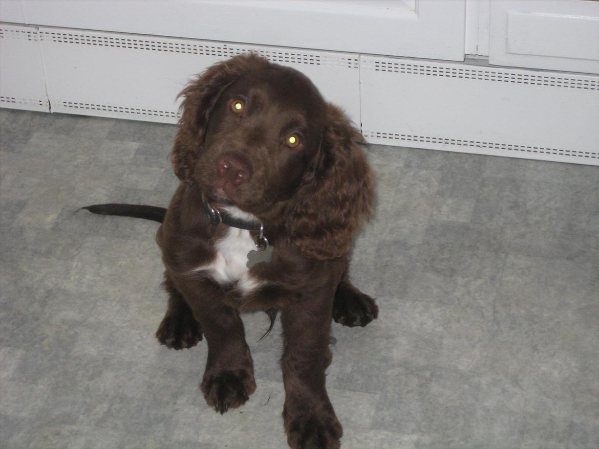 Field Trial Cockerspaniel Choko - 13 uger billede 12