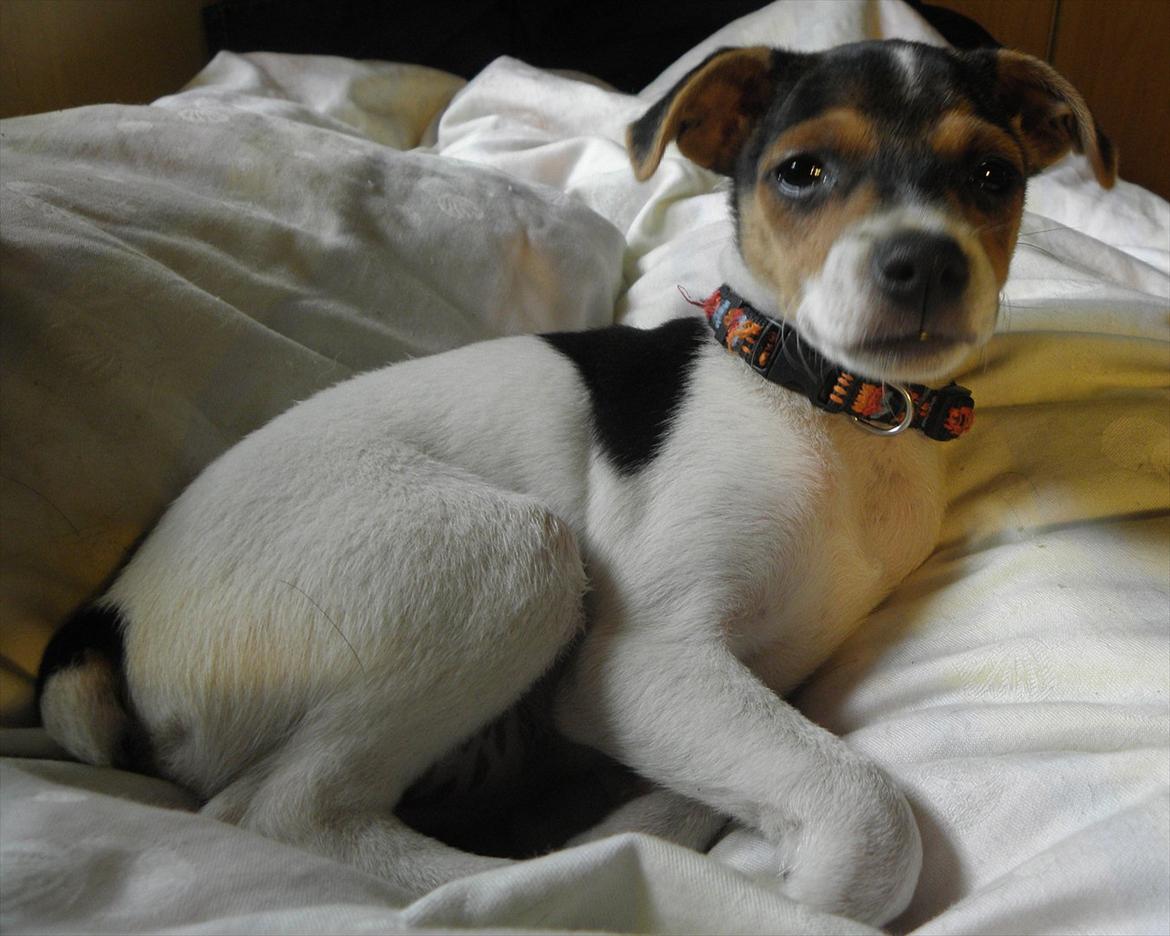 Dansk svensk gaardhund Minni - Ser jeg ikke godt ud i mors seng. billede 6