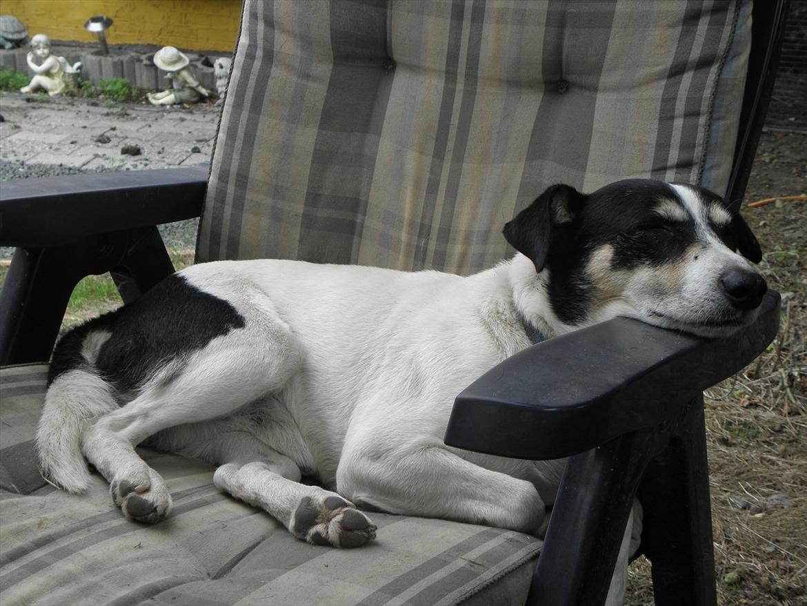 Dansk svensk gaardhund Max - Man kan lige tage en slapper i havestolen. billede 12