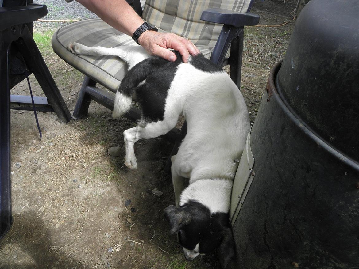 Dansk svensk gaardhund Max - Det er bare lidt besværligt når man skal ned igen. billede 13