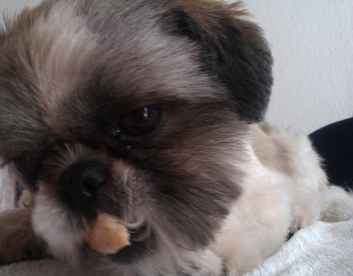 Shih tzu Deisey billede 2