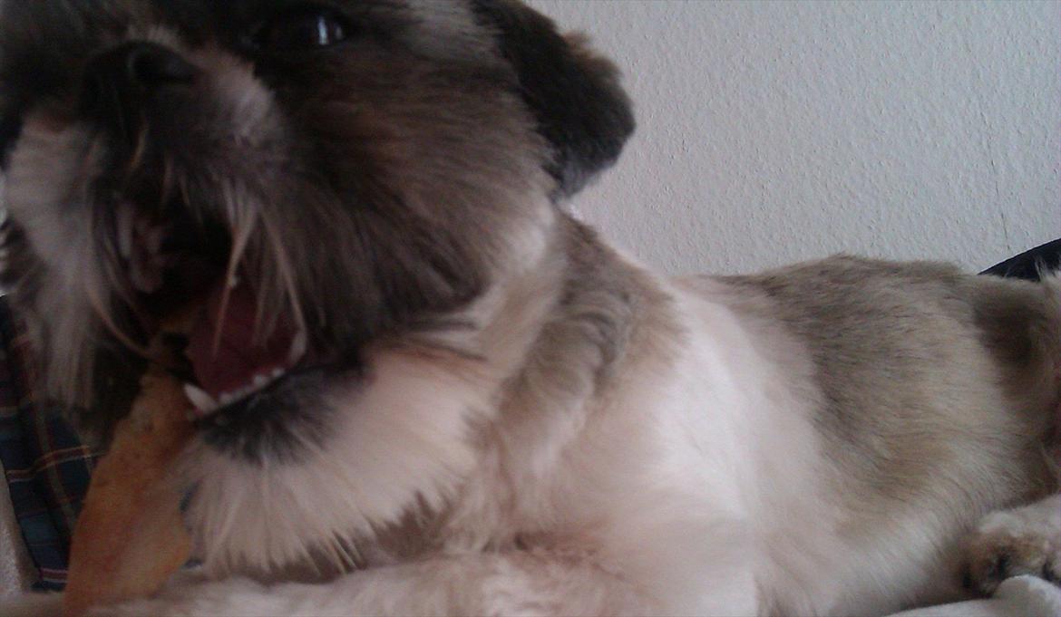 Shih tzu Deisey billede 3